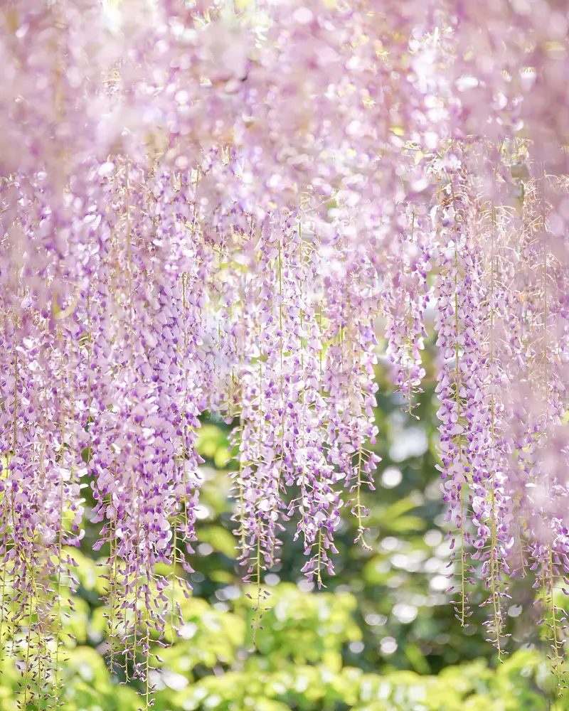 wisteria garden