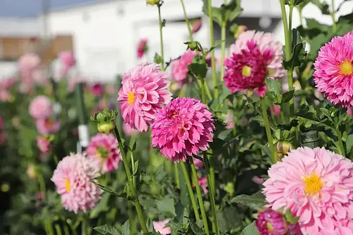 [ปิดในปี 2023] สวน KIMOTO Dahlia