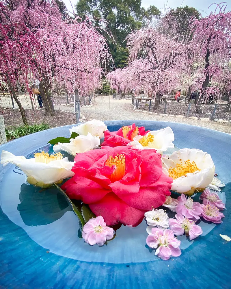 Floating flowers in front of the teahouse taken before the coronavirus