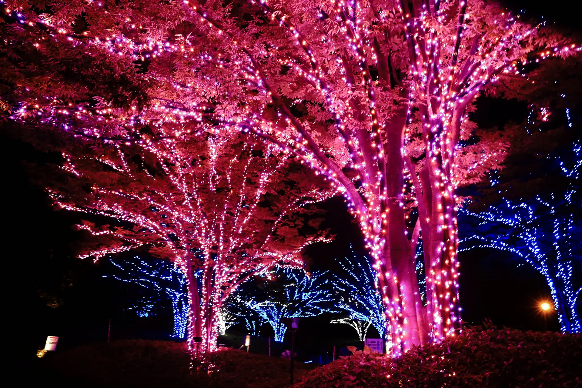 イルミネーション