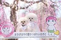 16.かざはやの里の梅の映え「枝垂れ梅の中のわんちゃん台」