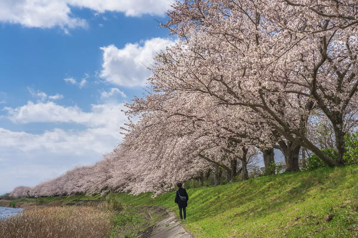 北上山花街道（津市（TsuCity））