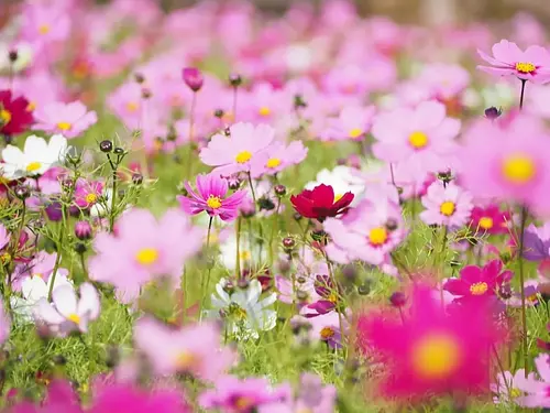 Jardín de flores de Nagoyaka (granja Itabuchi)