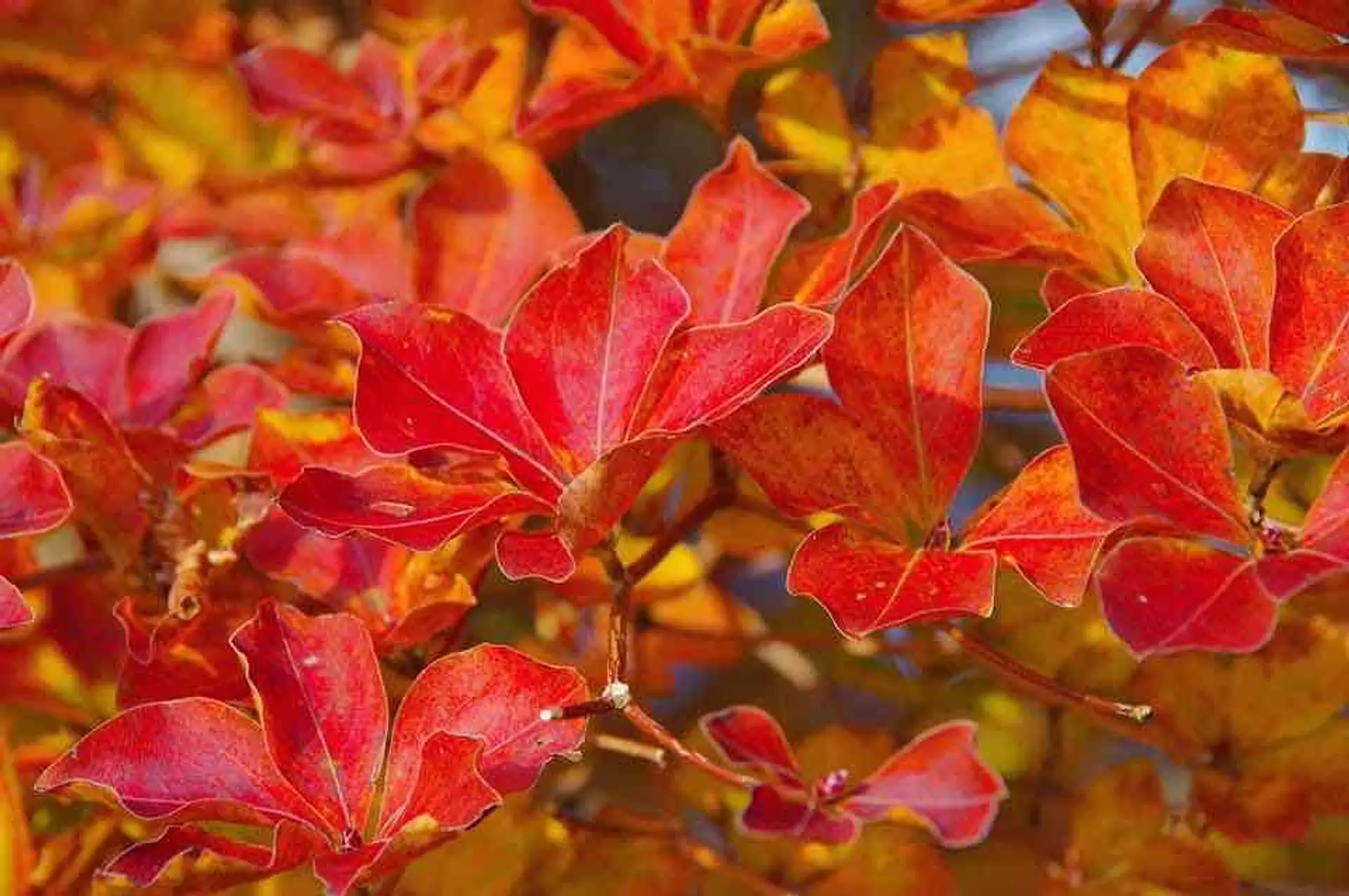 秋のシロヤシオの紅葉