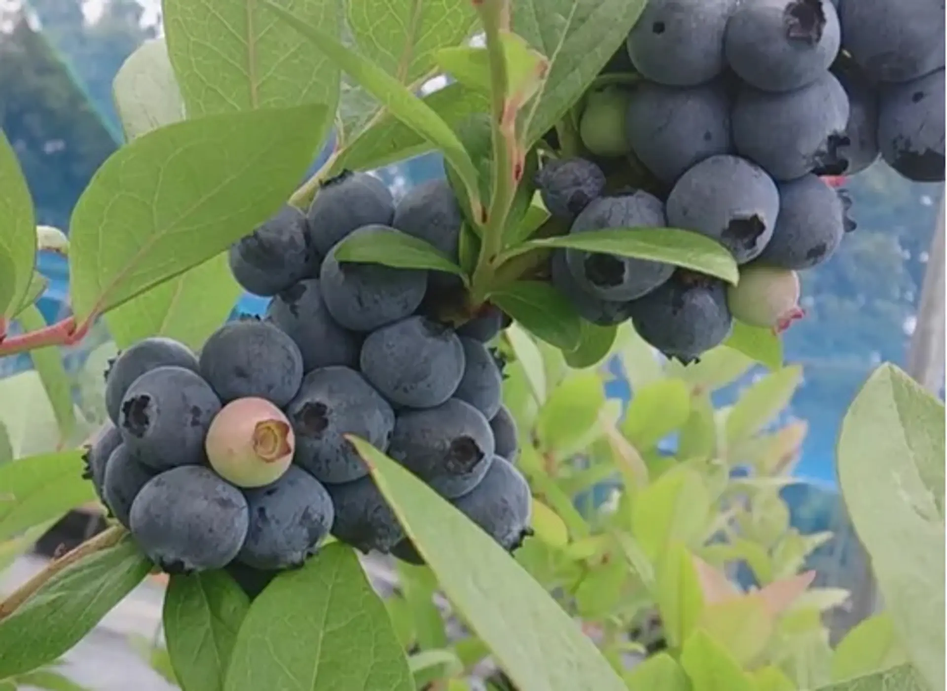 みのなる森 とこよの郷のブルーベリー狩り（鳥羽市）