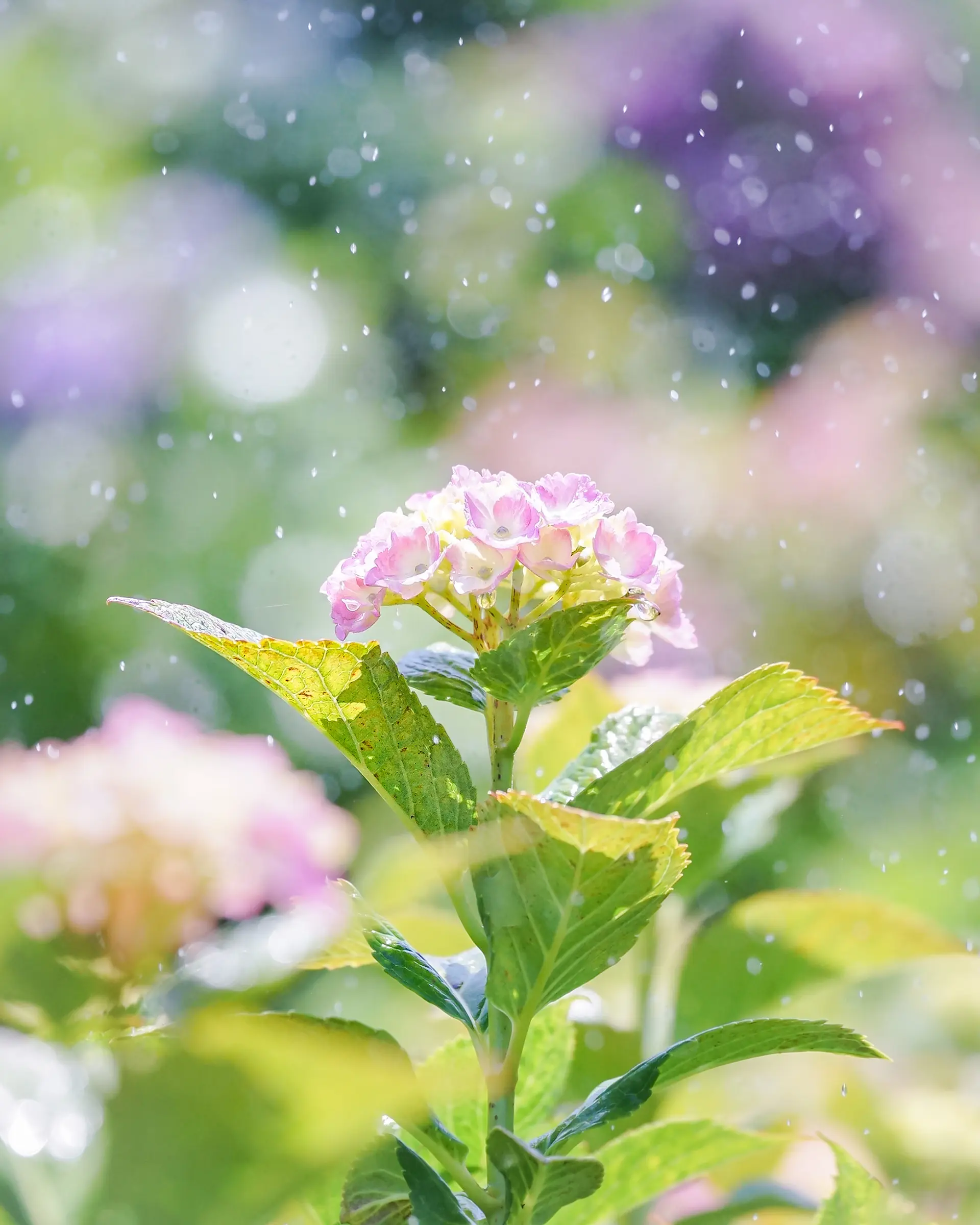 スプリンクラーの水飛沫と紫陽花