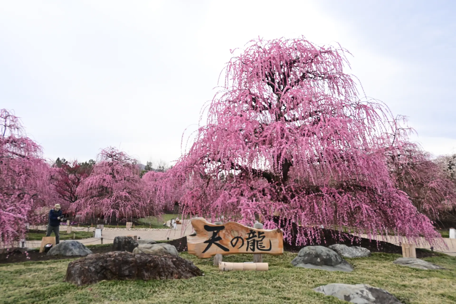 天の龍がお出迎え