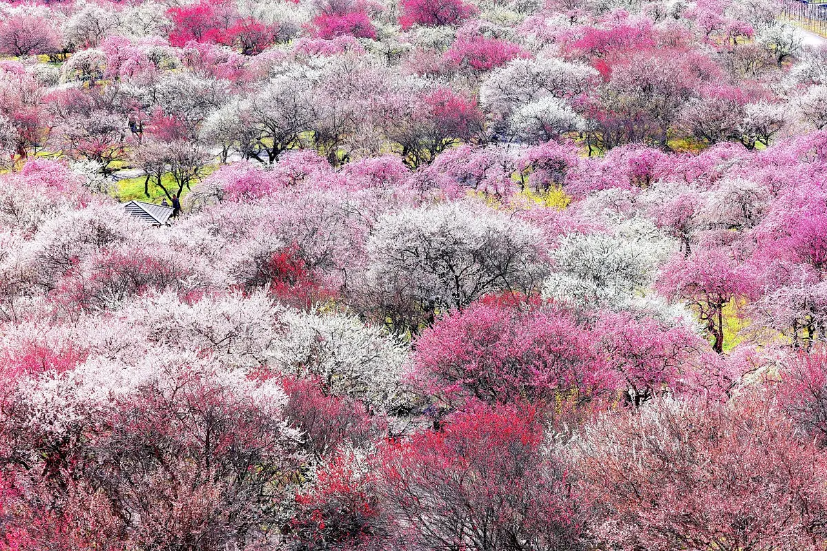 Flores de ciruelo en el parque agrícola ciudad de Inabe