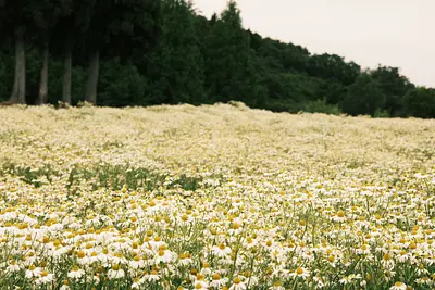 メナード青山リゾートのカモミール（3）