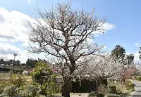 5.かざはやの里の梅「養老梅樹齢106年高さ6ｍ」