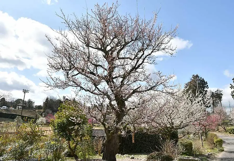 5.かざはやの里の梅「養老梅樹齢106年高さ6ｍ」