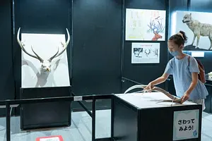 体験展示で絶滅について遊んで学ぼう！！