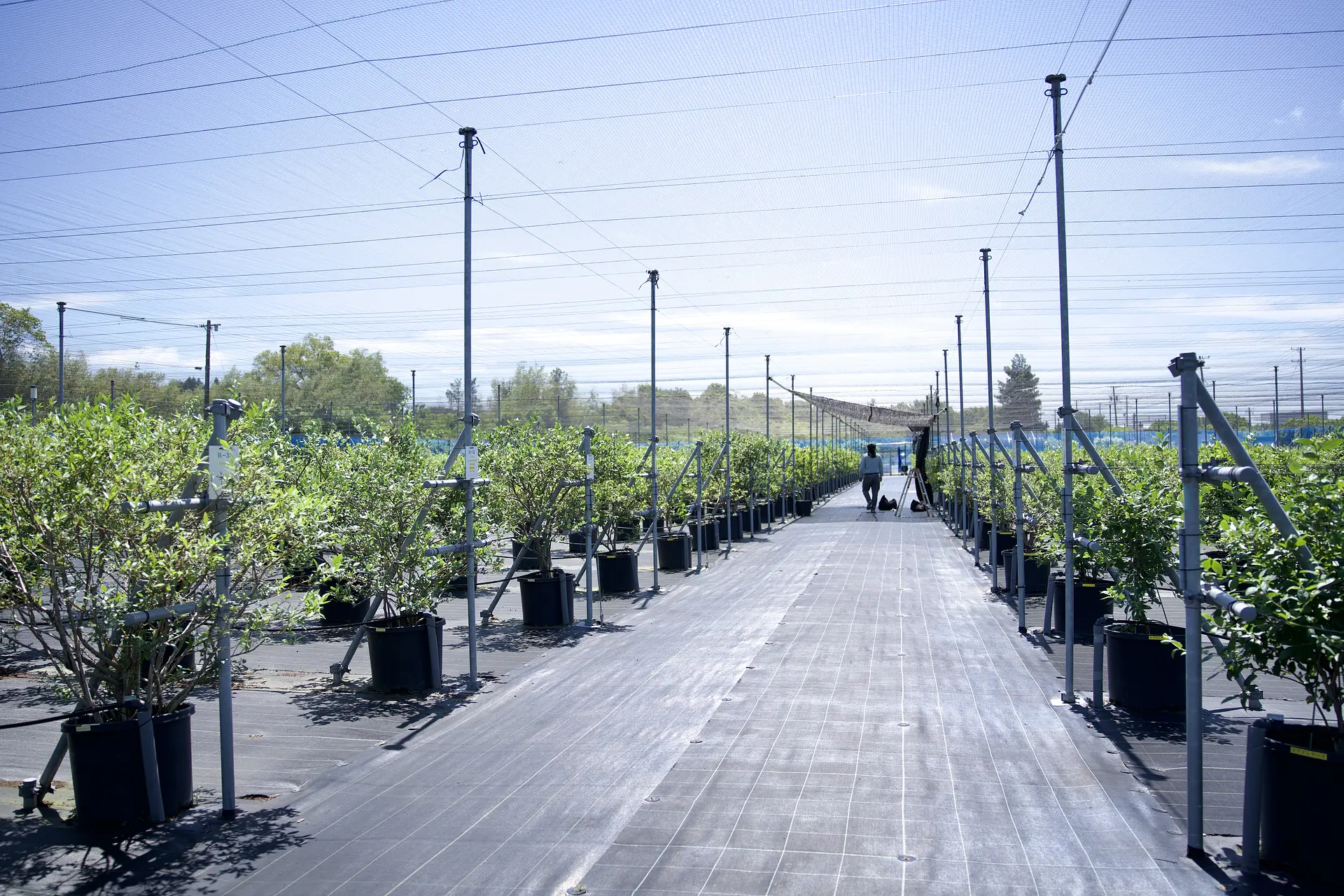 赤塚ブルーベリーガーデン