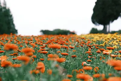 メナード青山リゾートのポットマリーゴールド（3）