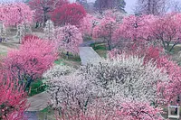 2.かざはやの里の梅 の絶景「梅のトンネル」