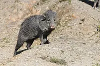 【三重県唯一】クビワペッカリー