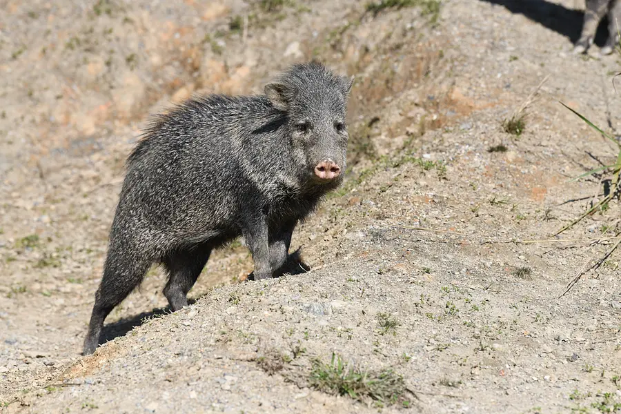 【三重県唯一】クビワペッカリー
