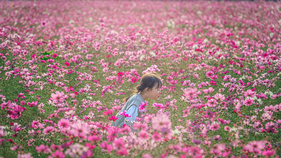 秋の絶景！三重県のコスモス畑おすすめ７選！【２０２３年版】 | 取材