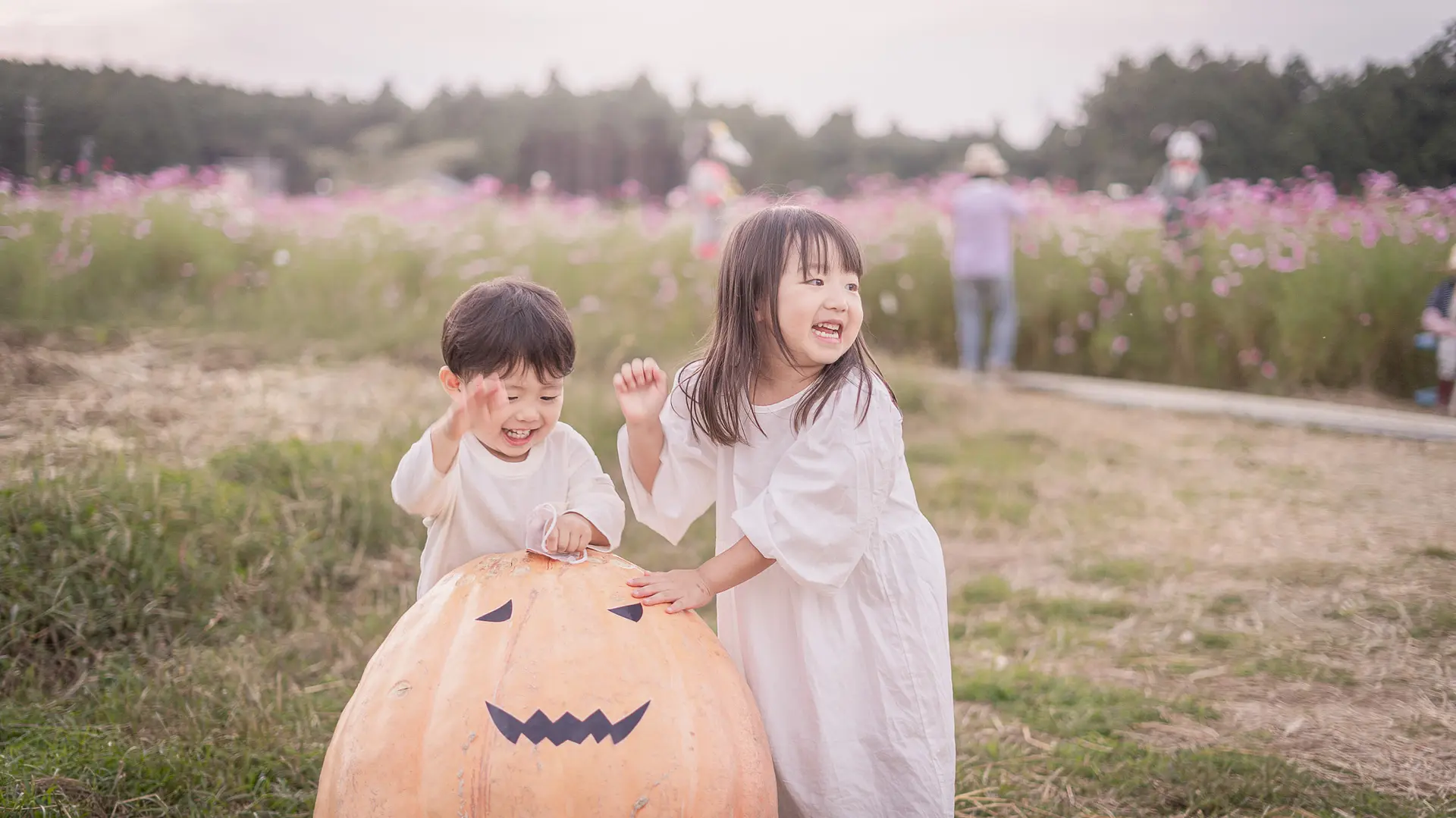 アスピア玉城のコスモス畑