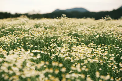 メナード青山リゾートのカモミール（1）