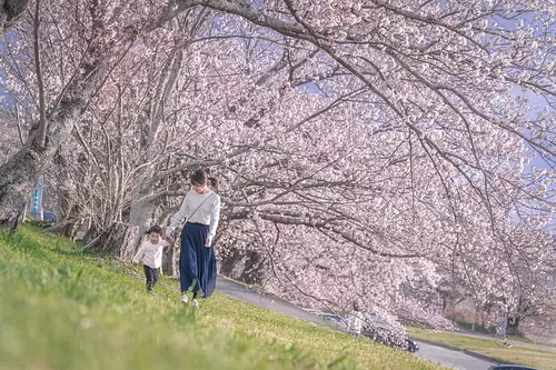 미에현의 벚꽃 명소 특집 2024년판 인기의 꽃놀이 명소나 벚꽃 축제, 개화・볼만한 정보를 소개합니다🌸