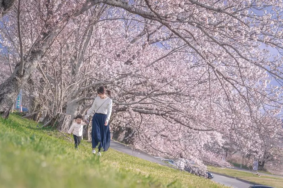 จุดชมดอกซากุระอันโด่งดังในจังหวัดมิเอะ