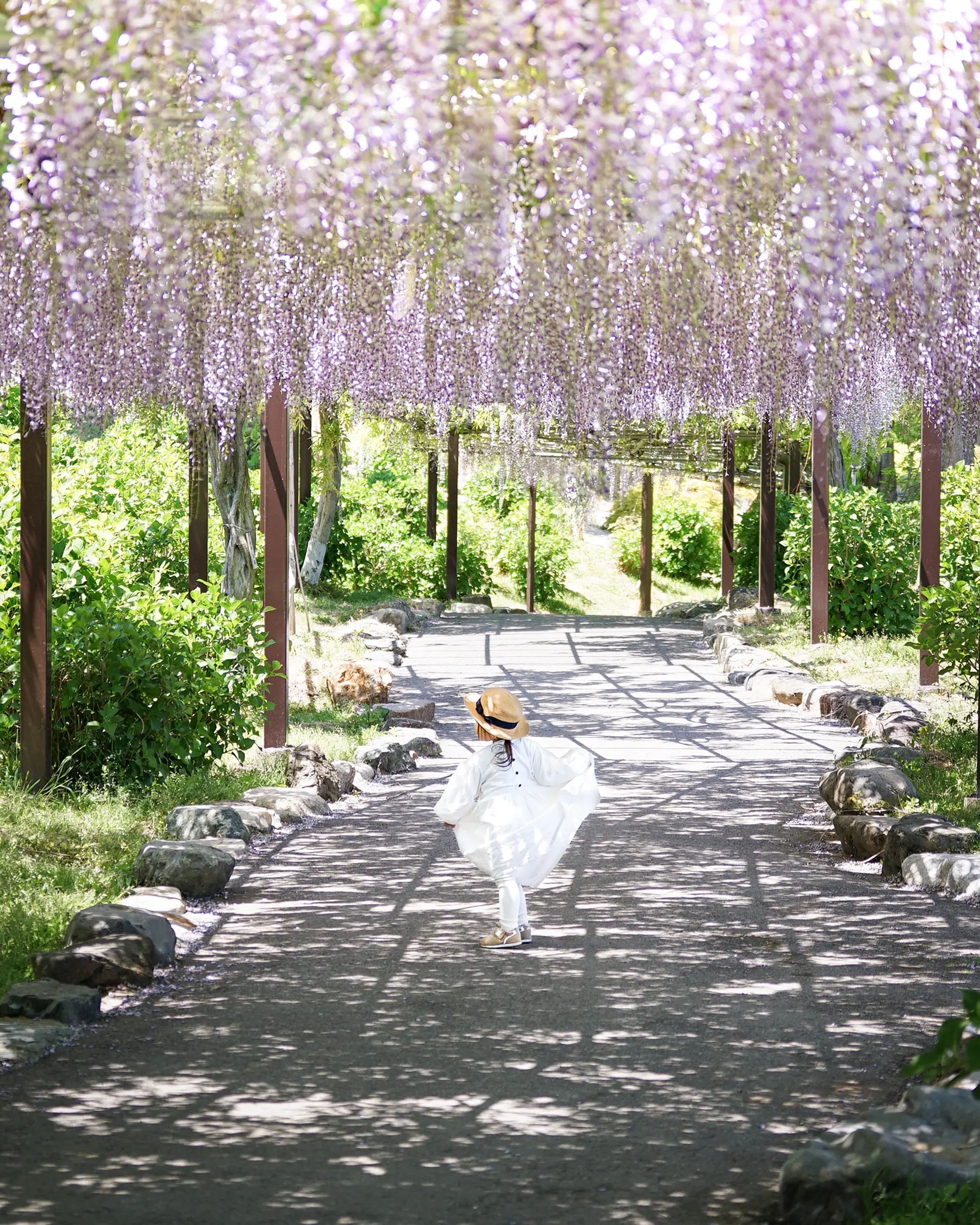 藤のアプローチ