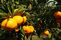 ないぜしぜん村