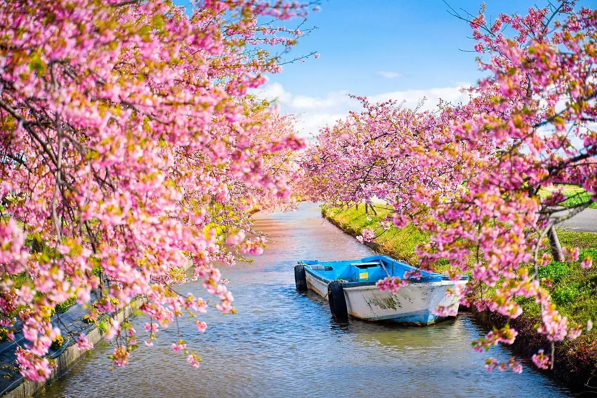 笠松河津桜ロードの河津桜