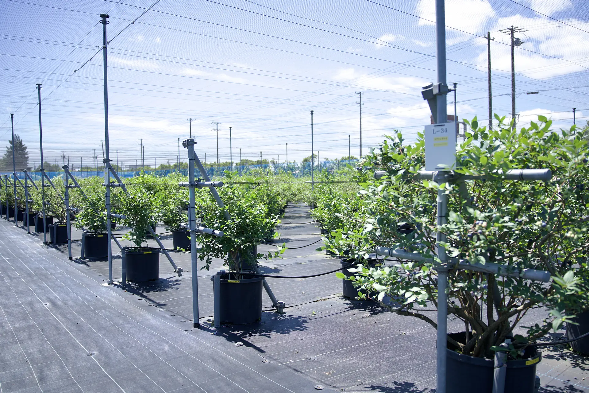 赤塚ブルーベリーガーデン