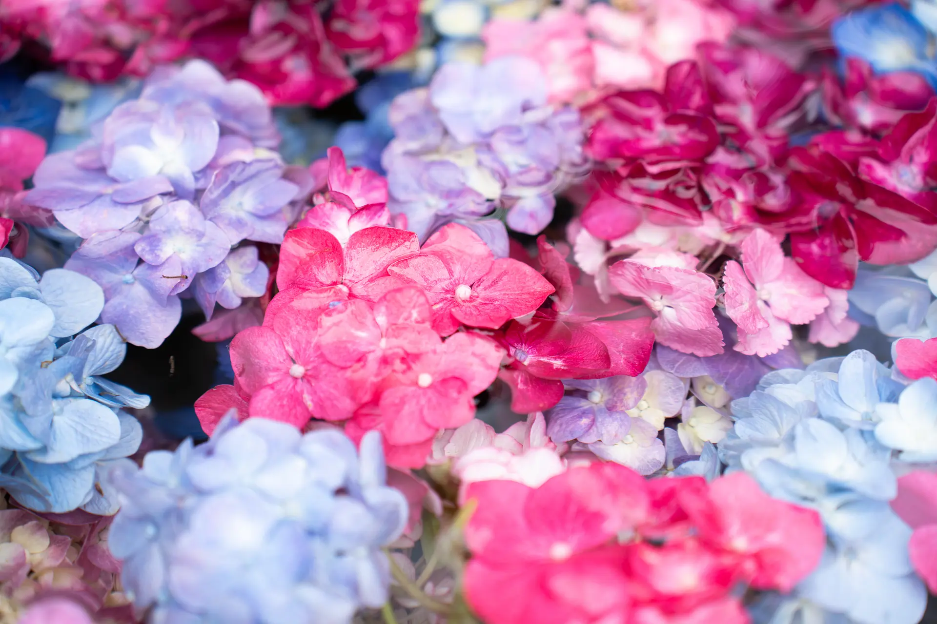 彩豊かな紫陽花