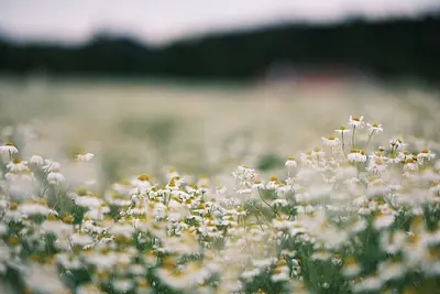 メナード青山リゾートのカモミール（2）