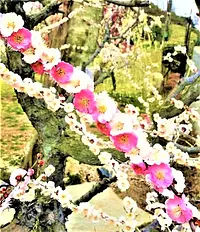 4.かざはやの里の梅「思いのまま最高花数」