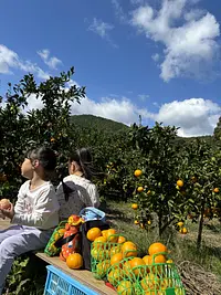 ないぜしぜん村