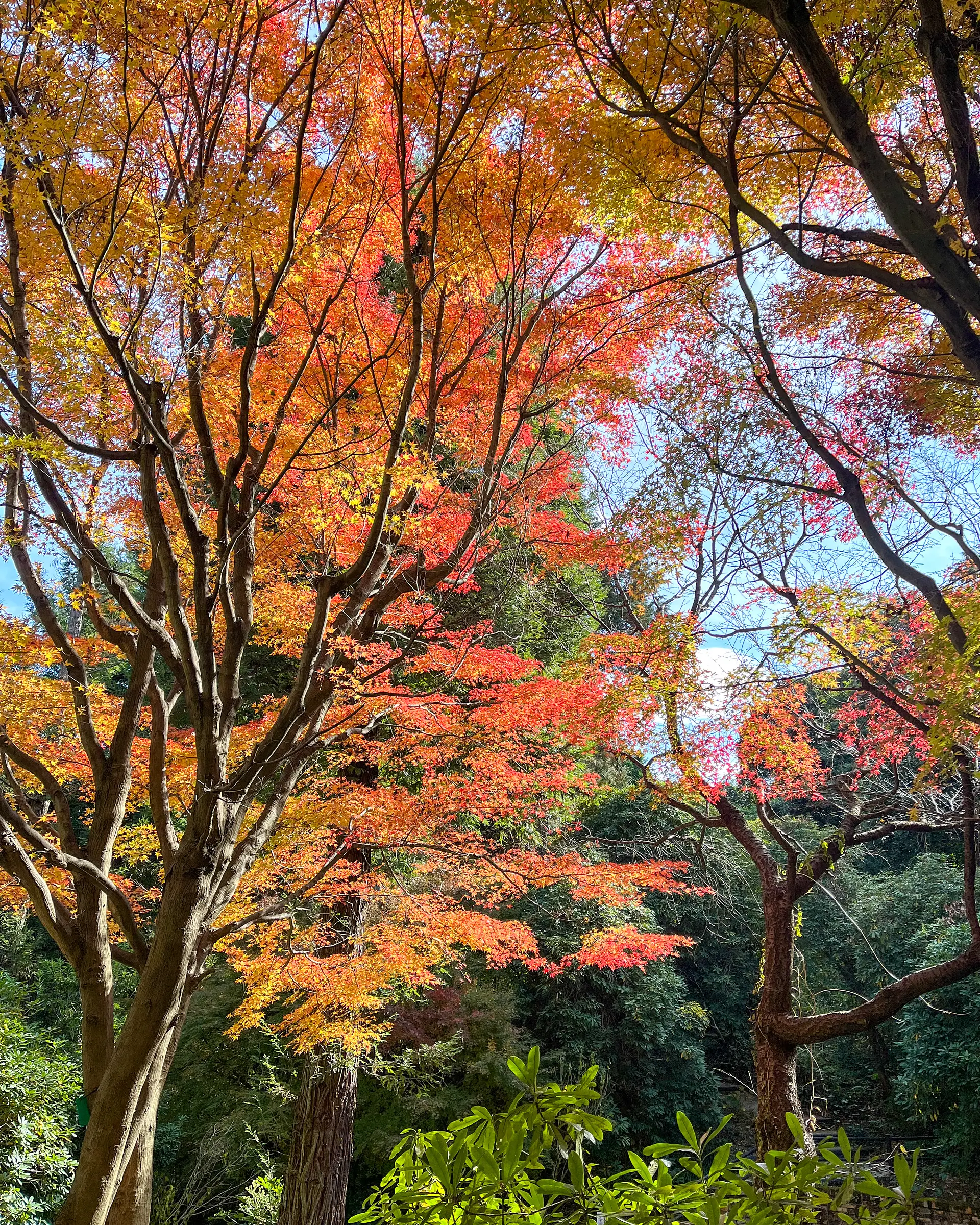 ひだまりの中庭