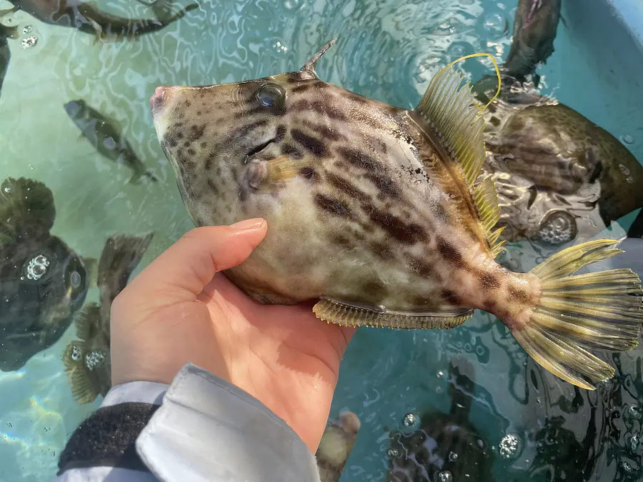 Filefish