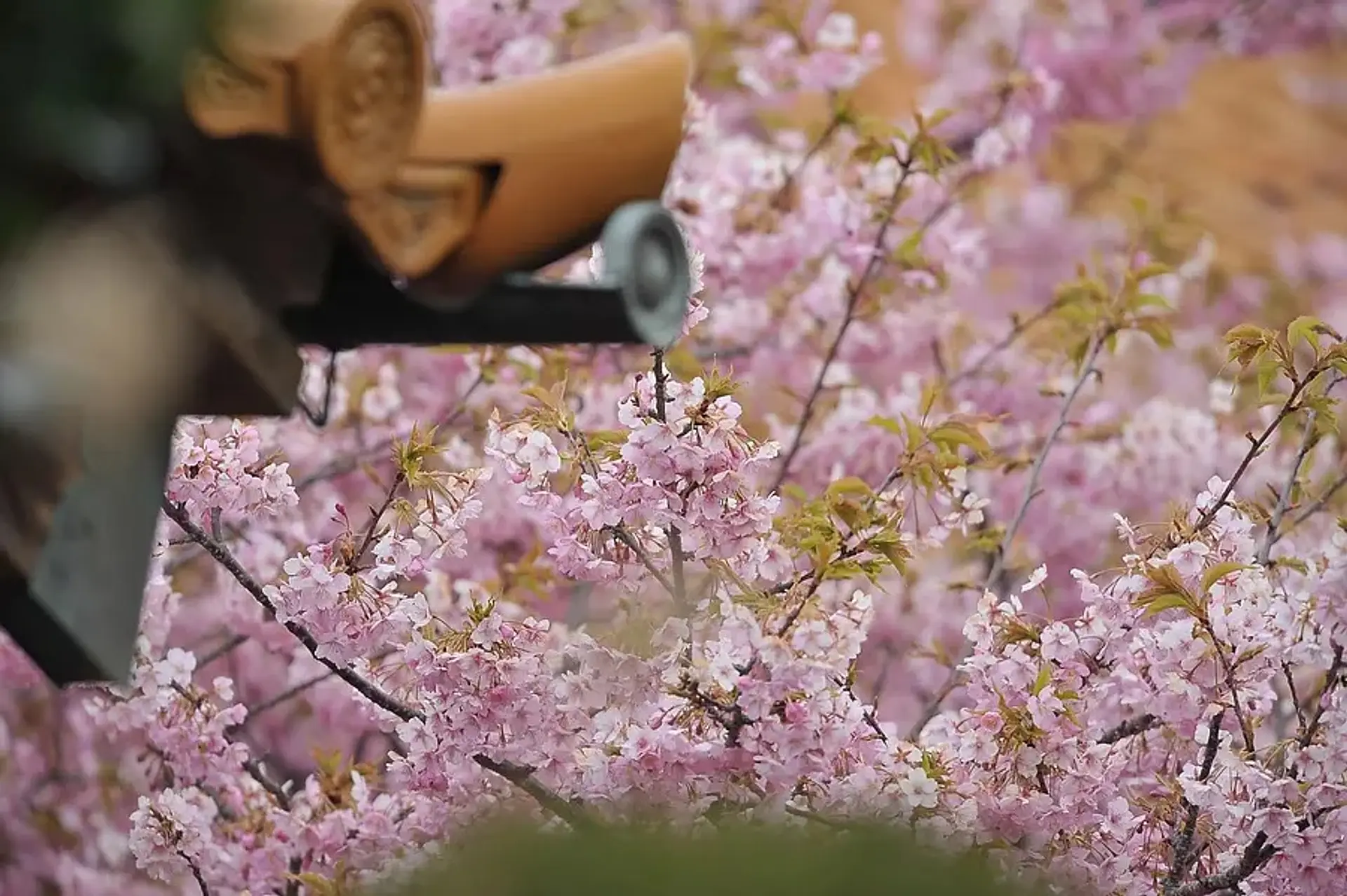 大慈寺の河津桜