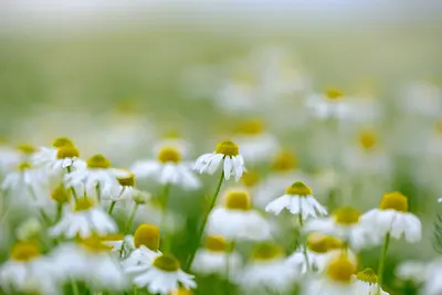 メナード青山リゾートのカモミール（4）