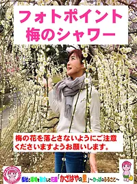 6.かざはやの里の梅の体験「梅シャワー」