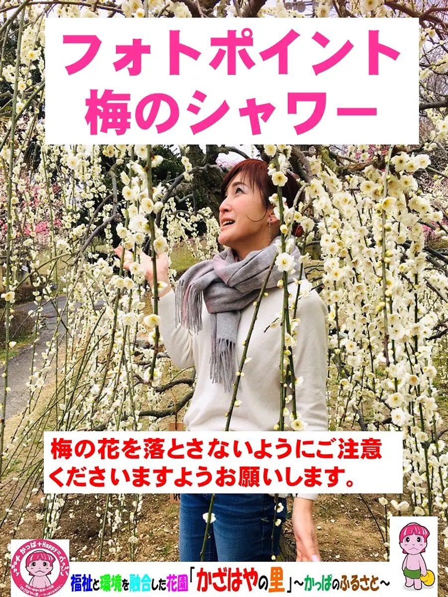 6.かざはやの里の梅の体験「梅シャワー」