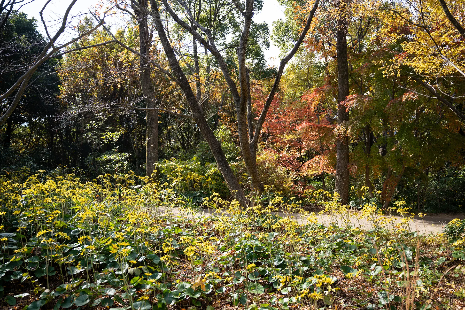 ツワブキと紅葉