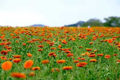 メナード青山リゾートのポットマリーゴールド（4）