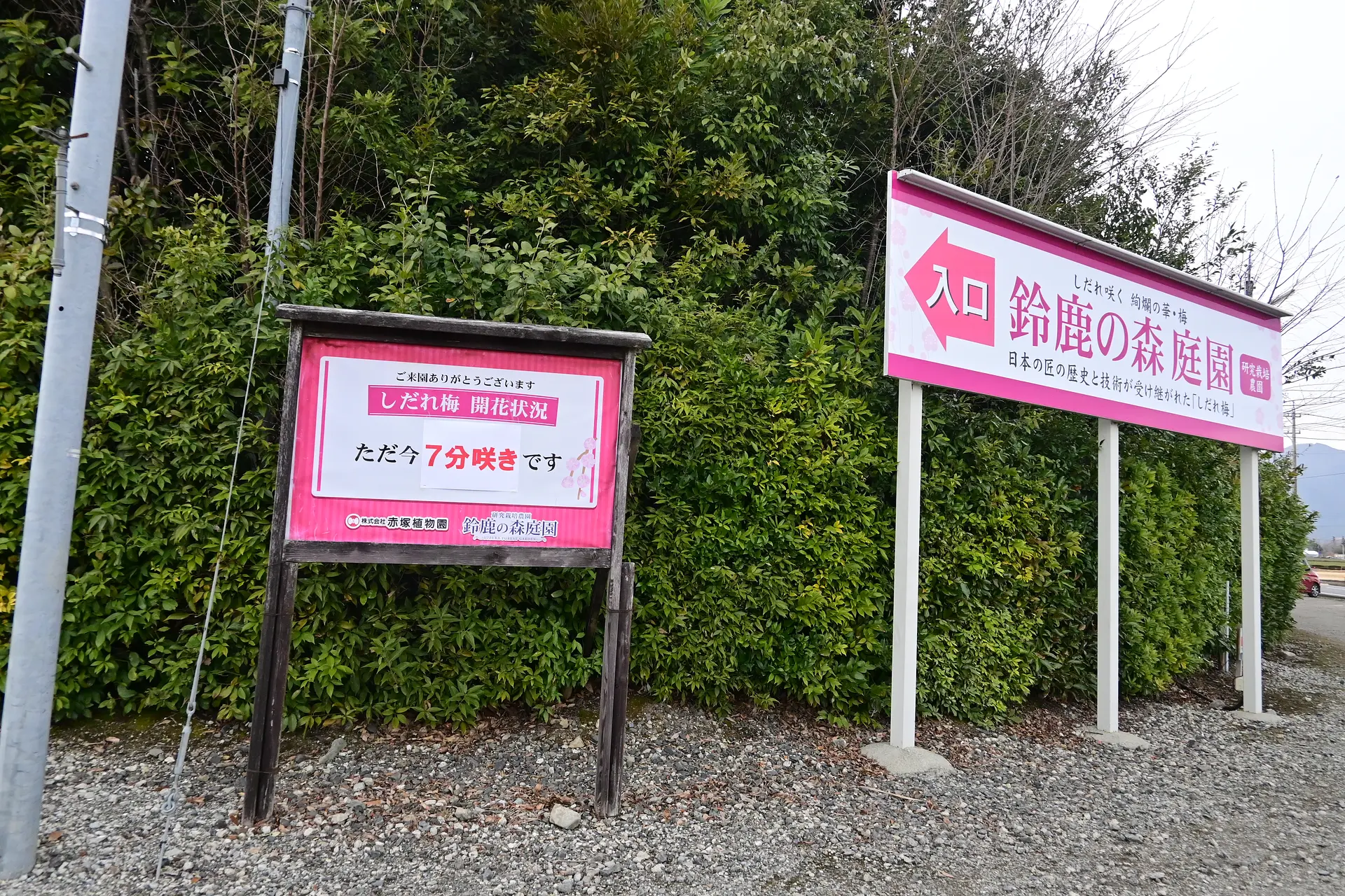 3月12日、7分咲きでした!!