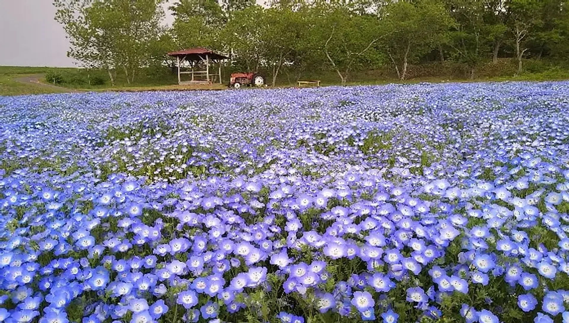 三重のネモフィラ