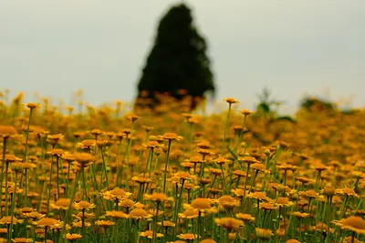 メナード青山リゾートのポットマリーゴールド（5）