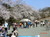 나메리 호수 벚꽃 축제