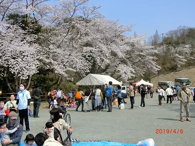 나메리 호수 벚꽃 축제