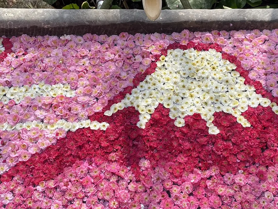 8.かざはやの里の梅の絶景「アートの花手水Mt.Fuji」