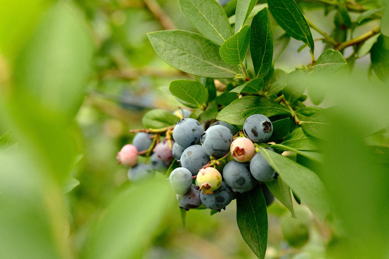 甘いブルーベリーが食べ放題】赤塚ブルーベリーガーデンでハイブッシュ