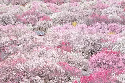 いなべ市梅林公園